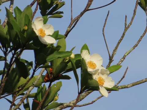 Cream and yellow flowers surrounded by green leaves and branches
