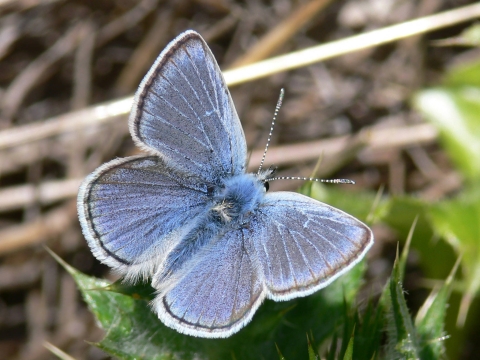 close up of a mission blue butterfly resting on a leaf