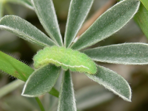 a fleshy green caterpillar with small light hairs crawls on a lupine leaf