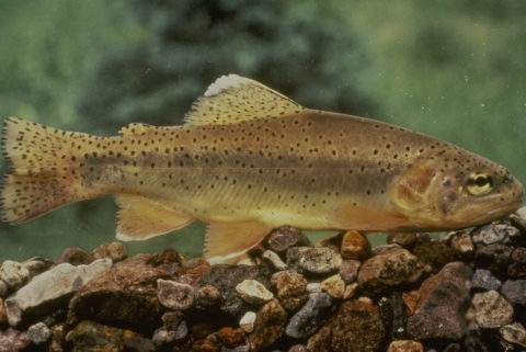  Side view of a gold colored trout covered in dark spots, swimming just above some gravel.