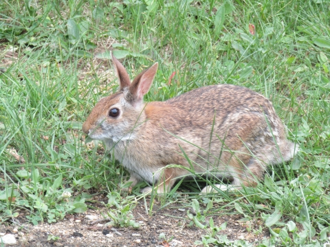 New England Cottontail rabbit | FWS.gov