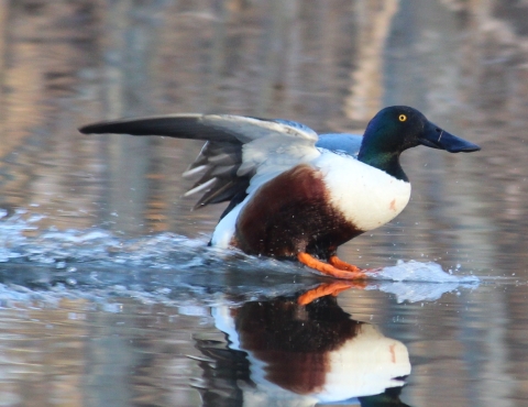 Nothern shoveler landing