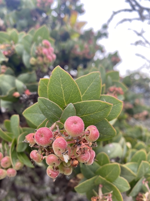 close up of a bunch of light pink manzanita berries at the end of a leafy stalk