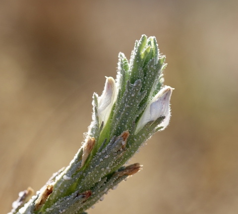 close up of a narrow flowerhead with two small white flowers