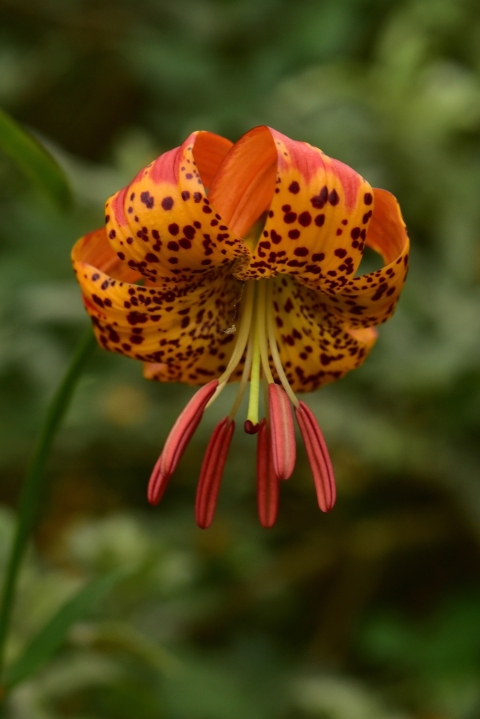 a bright orange lily with dark red speckles and anthers