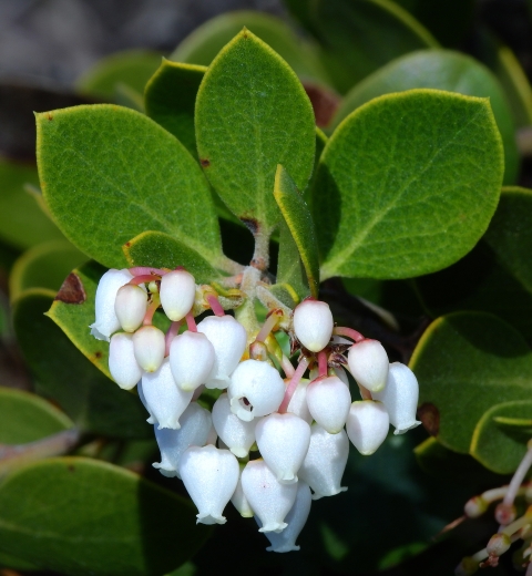 a close up of a flowerhead of presidio manzanita with several white heart-shaped flowers