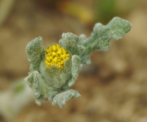 close up of the yellow flower head of san joaquin woollythreads