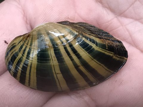 Freshwater mussel with distinct light and dark brown striations radiating outward from the shell's hinge.