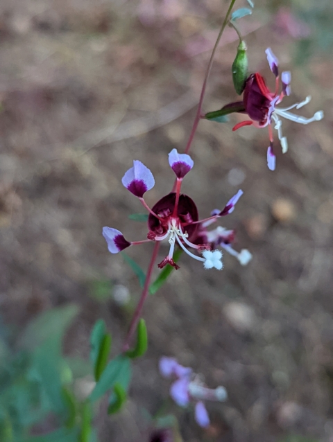 purple and dark red flowers of springville clarkia