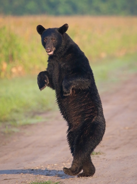 Large black bear standing on hind feet in the middle of dirt road