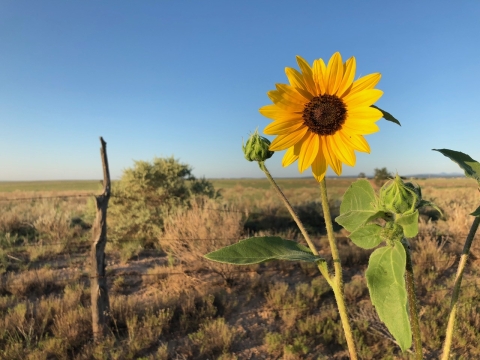 a sunflower blossom in the foreground with prairie behind