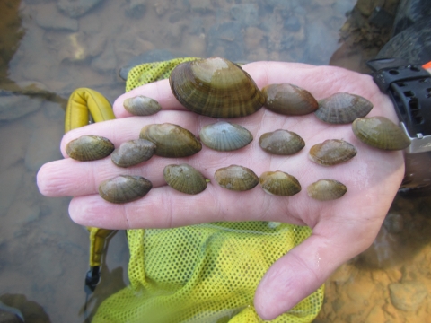 various sized mussel shells on biologist’s hand above water. 
