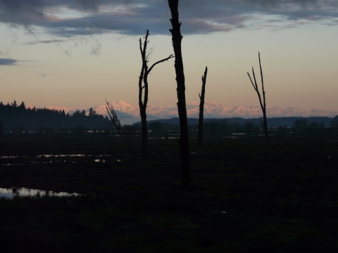 Photo of dawn lighting up distant mountains over a still-dark wetland.