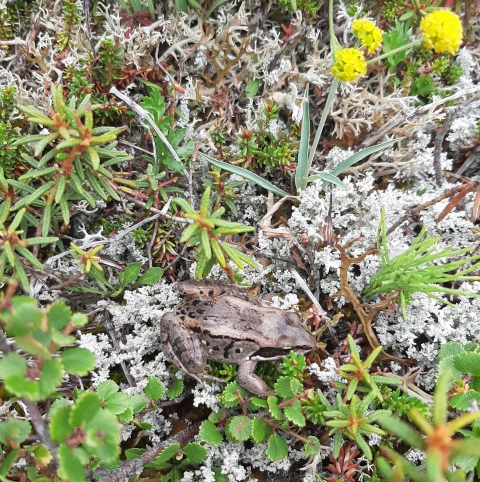Wood frog