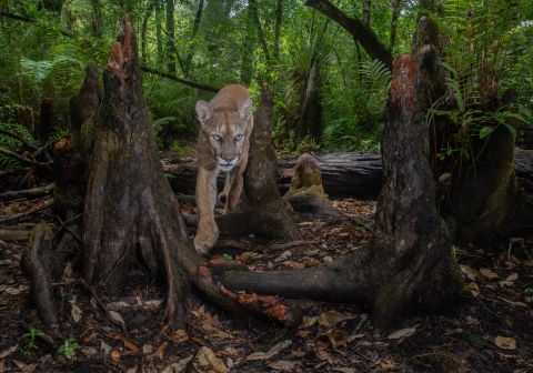 A Florida panther is shown walking through a swamp.