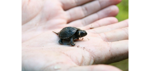 A small baby bog turtle is held in the palm of a person’s hand.