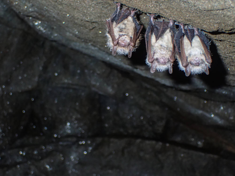 Three small fuzzy tricolored bats covered in dew hang from the ceiling of a cave.