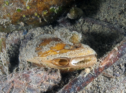 a freshwater mussel filters water