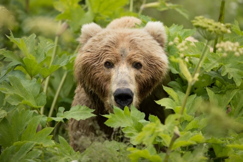 Close up of a brown bear peeking its head out green vegetation.