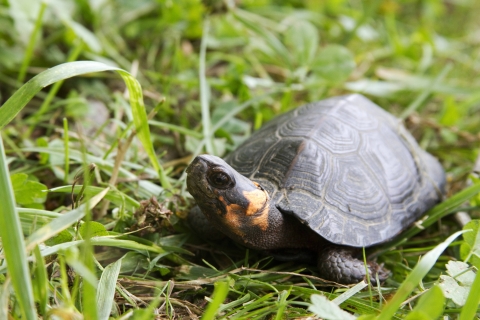 An adult bog turtle stands in green grass and looks up, showing the orange marking on its neck. 