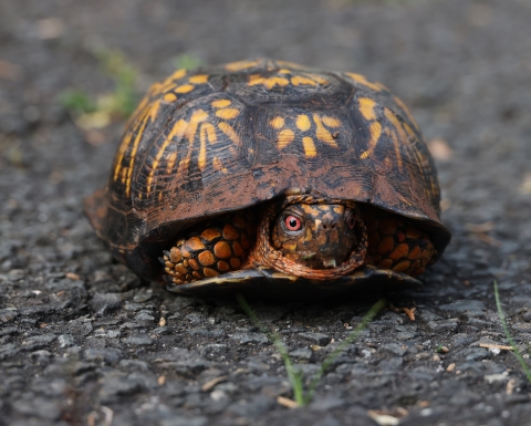 This photo shows a close up image of an Eastern Box Turtle as it lays on a paved road, waiting to safely cross the quiet street. 