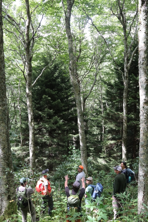 Group of people standing in a forest