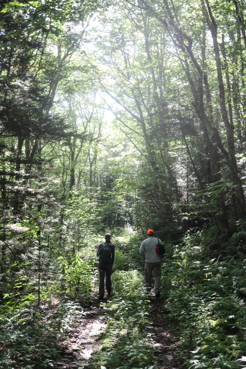 Two people walking down a trail through a forest