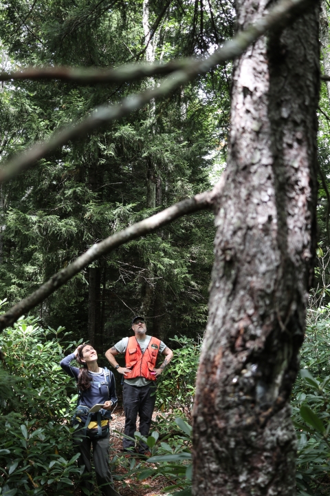 Two people standing in a forest looking up into the canopy