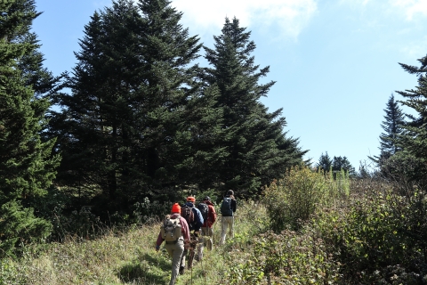 Four people hiking on a trail into the distance with a field to their right and conifer trees to their left