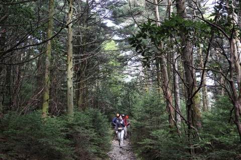 Four people walking down a trail through a conifer forest
