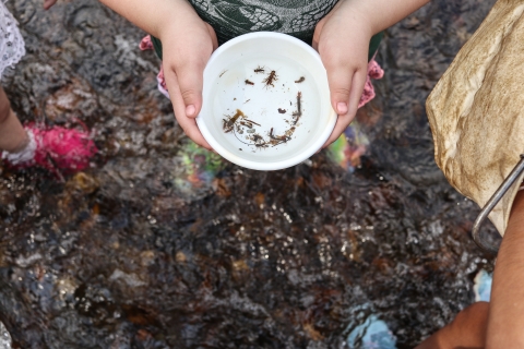 Pair of hands holding a bowl with water and aquatic invertebrates