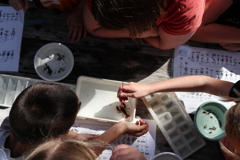 People gathered around a table looking at a tray holding a crayfish. One person touching it with a paintbrush