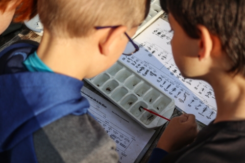 Two kids looking at an ice cube tray filled with water, holding aquatic invertebrates