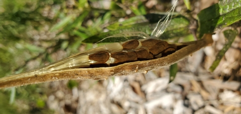 Brown milkweed sead heads