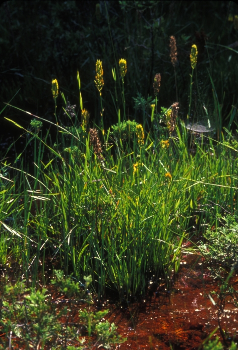 Photo shows bog turtle habitat of an open field with sparse tree cover with tufts of green grass and shallow water. 