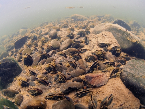 bed of freshwater mussels