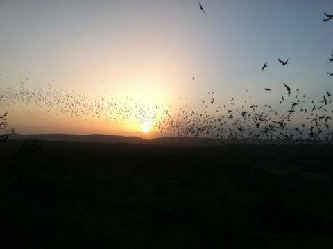 As the sun sets over the horizon hundreds of bats are silhouetted in front of the pinks and orange of sunset. 