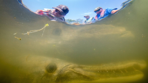 People looking over the edge of a boat into the murky water below at a large alligator gar. 