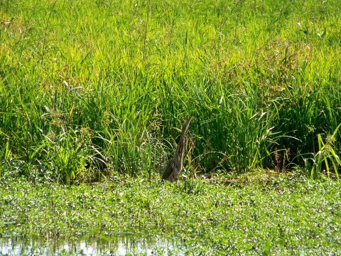 Bittern Bird standing by the water and the tall grasses at Bayou Cocodrie NWR