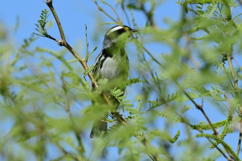 small bird hidden behind vegetation perched in tree