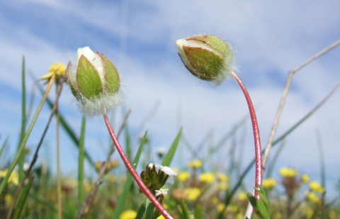 two white woolly flower buds in a field against blue sky 