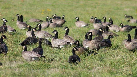 Geese standing in grass