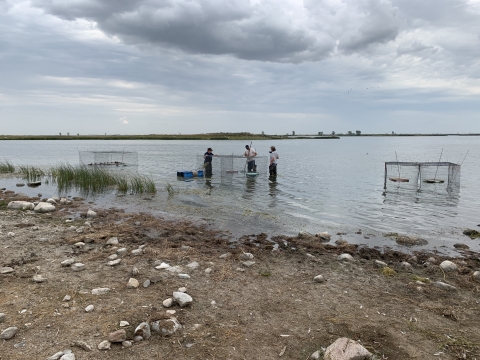 3 people set up swim in traps in a wetland