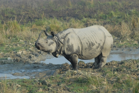 A full shot of a greater one-horned rhino standing on mud, wetland, and grassland.