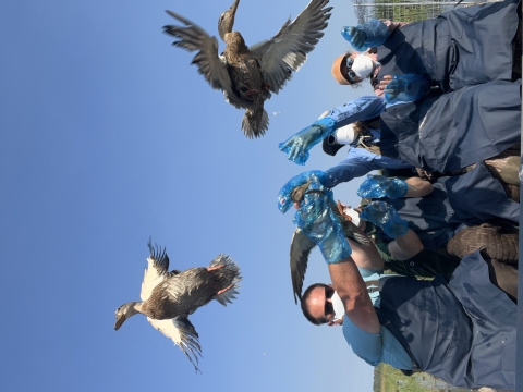 biologists release waterfowl into the air