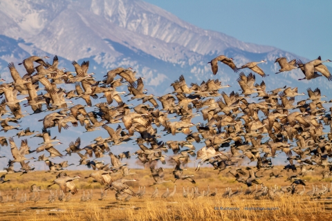 Flock of Sandhill Cranes lifting off