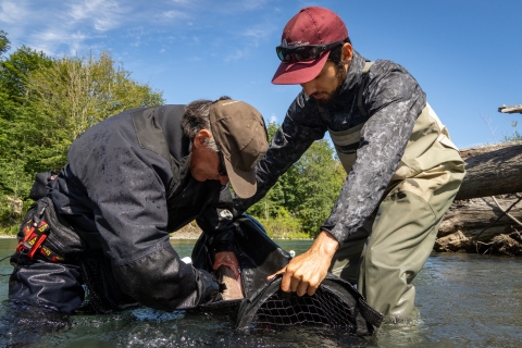 Service intern, Eric Klingberg, holding a fish containment bag as a biologist inserts a floy tag into a salmon. 