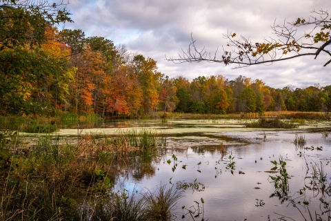  a body of water in swamp habitat surrounded by fall foliage.