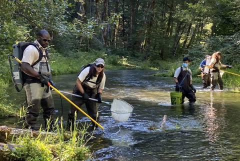 U.S. Fish and Wildlife Service employees conduct mark and capture studies in a Pacific Northwest stream 