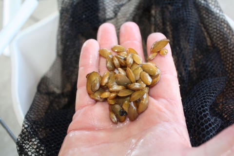 A handful of endangered Tan Riffleshell (Epioblasma walkeri) mussels 
